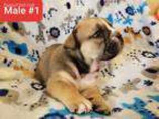 Bulldog Puppy for sale in Palmyra, WI, USA