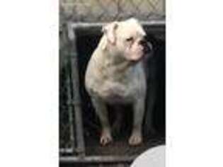 Alapaha Blue Blood Bulldog Puppy for sale in Danville, PA, USA