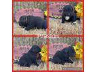 Newfoundland Puppy for sale in Chariton, IA, USA