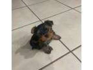 Yorkshire Terrier Puppy for sale in Englewood, FL, USA