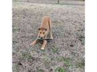 Greyhound Puppy for sale in Alcolu, SC, USA