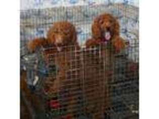 Goldendoodle Puppy for sale in Flemington, NJ, USA