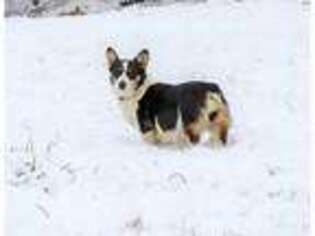 Pembroke Welsh Corgi Puppy for sale in Red Boiling Springs, TN, USA