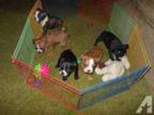 Boston Terrier Puppy for sale in JOHNSON CITY, NY, USA