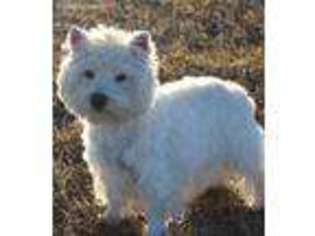 West Highland White Terrier Puppy for sale in Lamar, NE, USA