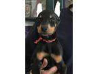 Doberman Pinscher Puppy for sale in Saint Paul, MN, USA