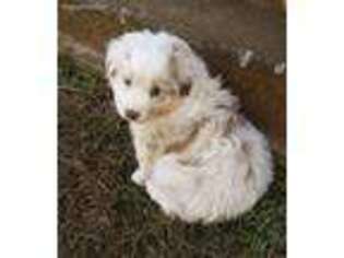 Australian Shepherd Puppy for sale in Winston Salem, NC, USA