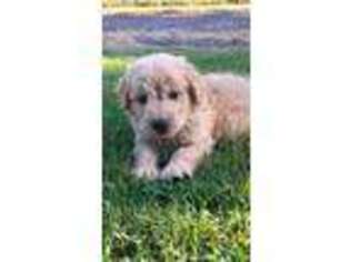 Goldendoodle Puppy for sale in Kellyville, OK, USA
