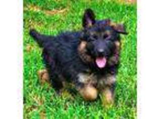 German Shepherd Dog Puppy for sale in ELIZABETHTOWN, KY, USA