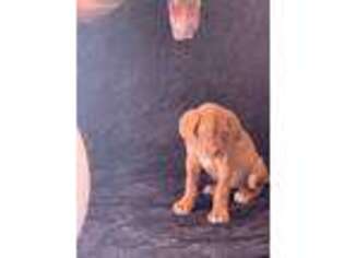 American Bull Dogue De Bordeaux Puppy for sale in Dallas, TX, USA