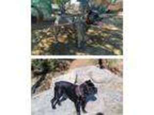 Cane Corso Puppy for sale in Redlands, CA, USA