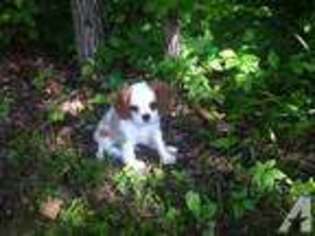Cavalier King Charles Spaniel Puppy for sale in ROLLA, MO, USA