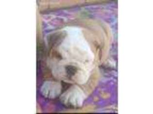 Bulldog Puppy for sale in Winter Springs, FL, USA
