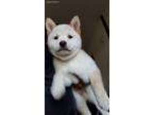 Shiba Inu Puppy for sale in Saint Petersburg, FL, USA