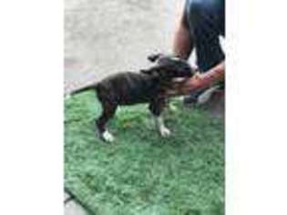 Bull Terrier Puppy for sale in South Gate, CA, USA