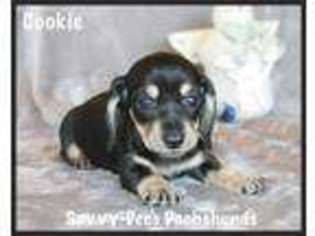 Dachshund Puppy for sale in Searcy, AR, USA