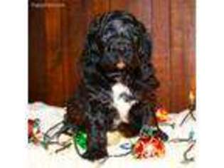 Saint Berdoodle Puppy for sale in Salem, OH, USA