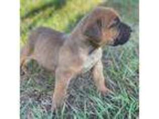 Boerboel Puppy for sale in Okeechobee, FL, USA