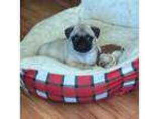 Pug Puppy for sale in Zebulon, NC, USA