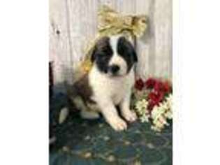 Saint Bernard Puppy for sale in Howe, IN, USA