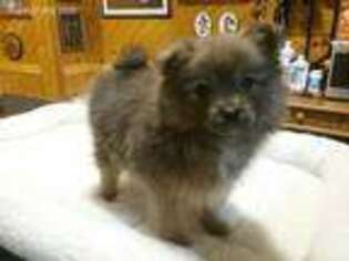 Pomeranian Puppy for sale in Oxford, WI, USA