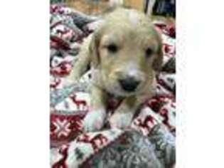 Goldendoodle Puppy for sale in Wiggins, MS, USA