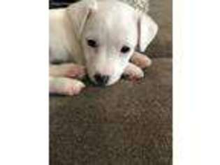Jack Russell Terrier Puppy for sale in North Attleboro, MA, USA