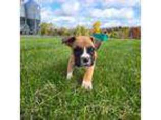 Boxer Puppy for sale in Auburn, NY, USA