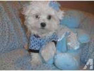 Maltese Puppy for sale in ATLANTA, GA, USA