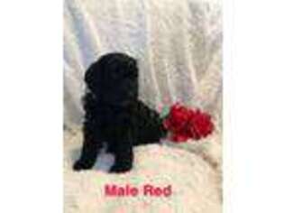 Mutt Puppy for sale in Epes, AL, USA
