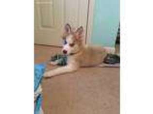 Siberian Husky Puppy for sale in Portsmouth, VA, USA