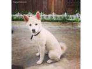 Shiba Inu Puppy for sale in Agoura Hills, CA, USA
