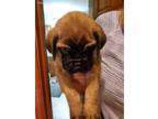 Mastiff Puppy for sale in Woodburn, IN, USA