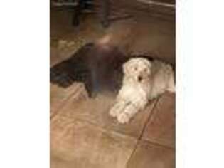Goldendoodle Puppy for sale in Mineral Wells, TX, USA