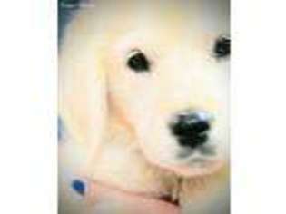 Golden Retriever Puppy for sale in Freeport, OH, USA