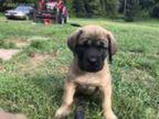 Mastiff Puppy for sale in Greenup, KY, USA