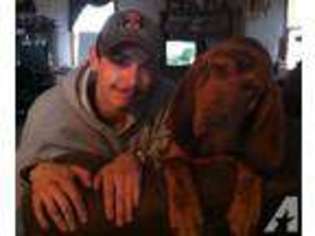 Bloodhound Puppy for sale in EVANSVILLE, IL, USA