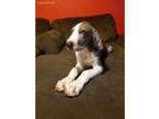 Great Dane Puppy for sale in Corpus Christi, TX, USA