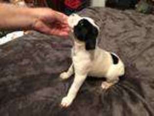 Boxer Puppy for sale in Richmond, VA, USA