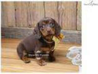 Dachshund Puppy for sale in Saint Louis, MO, USA