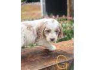 Brittany Puppy for sale in Morgantown, KY, USA