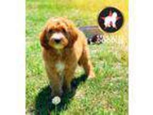 Goldendoodle Puppy for sale in Rigby, ID, USA