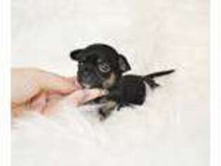 Chihuahua Puppy for sale in Roseville, CA, USA