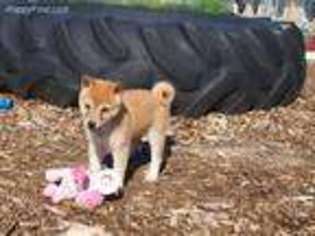 Shiba Inu Puppy for sale in Ephrata, PA, USA