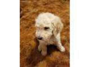 Goldendoodle Puppy for sale in South Vienna, OH, USA