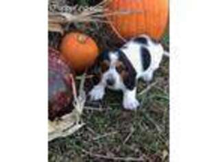 Basset Hound Puppy for sale in Dutton, AL, USA