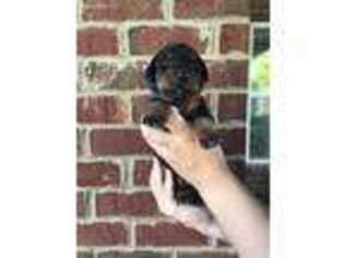 Doberman Pinscher Puppy for sale in Madison, AL, USA