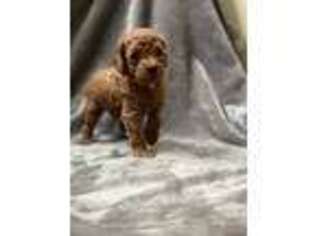 Goldendoodle Puppy for sale in Columbus, NJ, USA