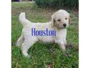Mutt Puppy for sale in Garwood, TX, USA