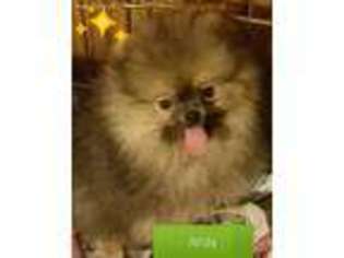 Pomeranian Puppy for sale in Vidalia, GA, USA